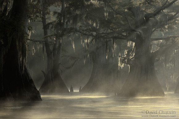 Cypress in Mist (2010_6422-23)
