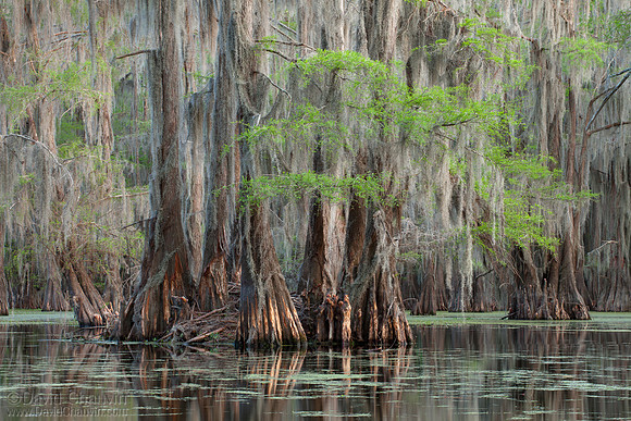Beaver Den (2011_0270-71)