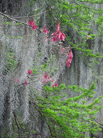 Cypress & Maple (2011_7970)