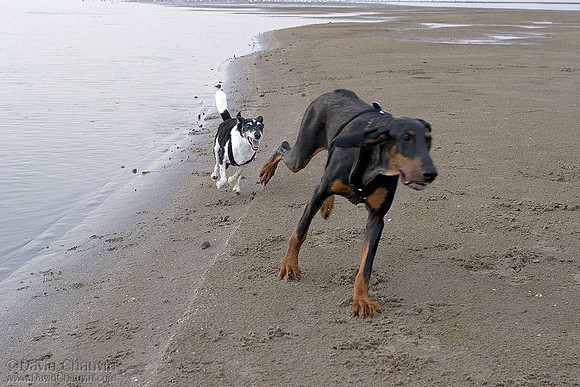 The Chase Continues 2
