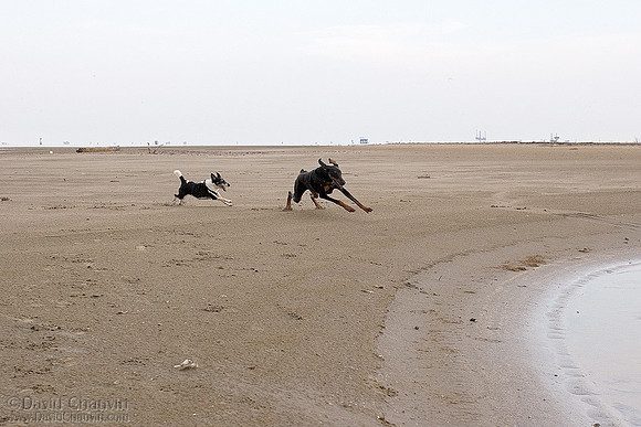 The Chase 3