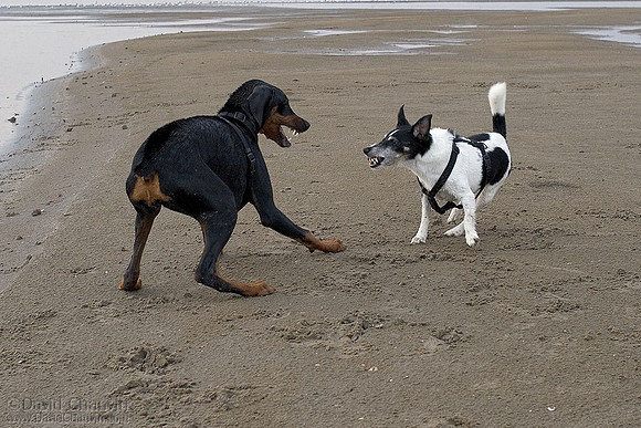 Friendly Disagreement