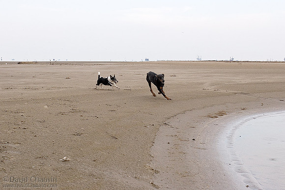 The Chase 4