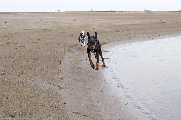 The Chase 6