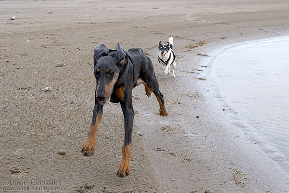 The Chase 8