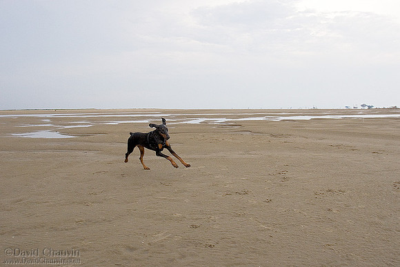 The Chase 2