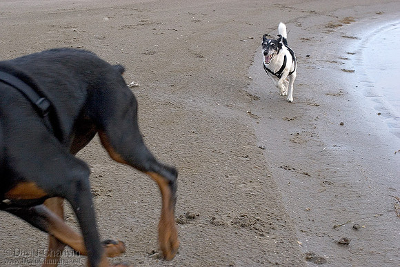 The Chase 9