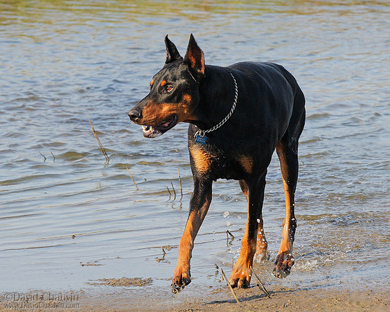 Inner Dog
