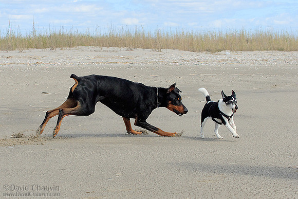 Pursuit