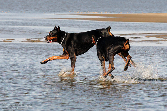 Mud Flats Chase