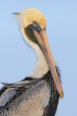 Classic Pelican (2007_0883)