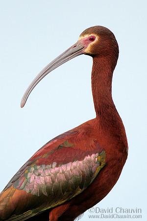 Ibis Profile (2007_1672)