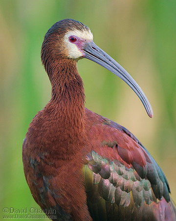 Classic Ibis (2008_8344)