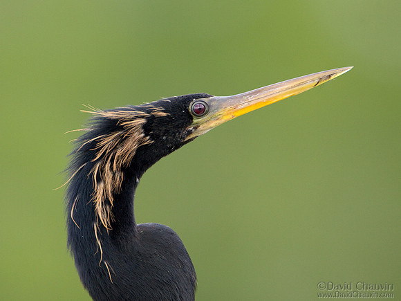 Anhinga Profile II (2009_7418)