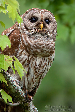 Gaze (2010_1173)