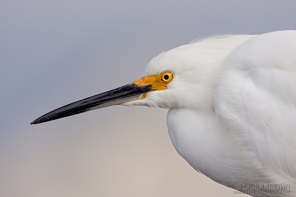 Snowy Profile (2010_5545)