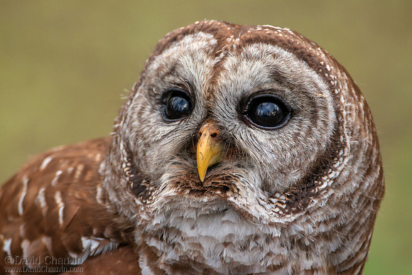 Intent (2012-9772)