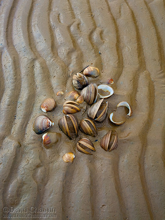 Clamshells (2009_3806)