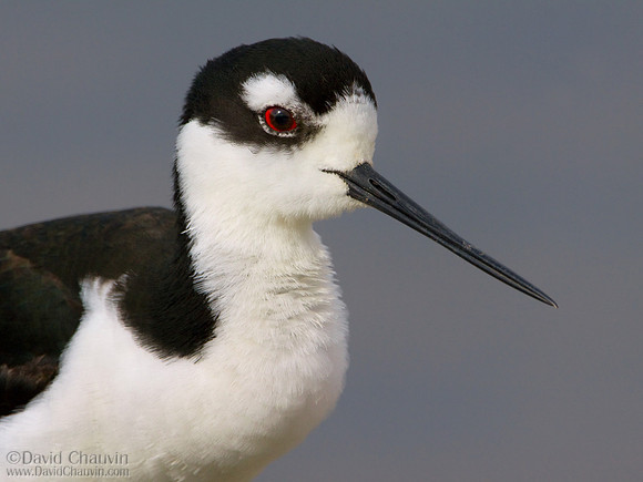 Stilt (2009_1041)