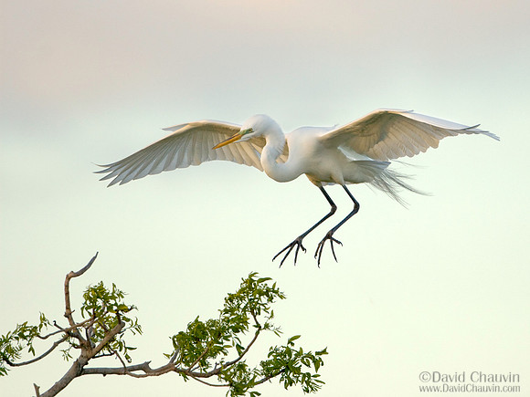 Egret Landing (2008_0905)