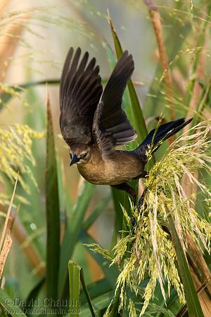 Take Off (2008_2770)