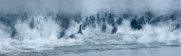 Panic (2008_3513)