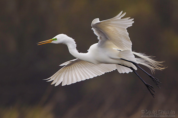 Mating Season (2009_3888)