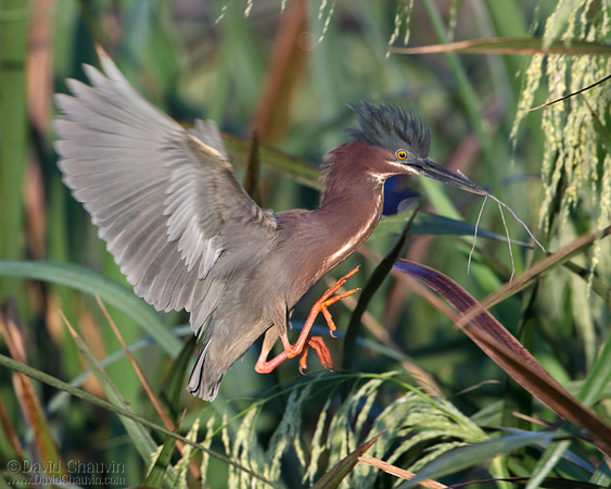 Coming Home (2009_8871)