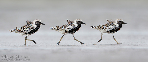 Running Sequence (2010_9481)