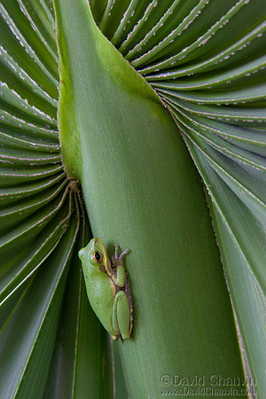Frog on Palmetto (2004_3589)