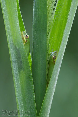 In Hiding (2009_2407)