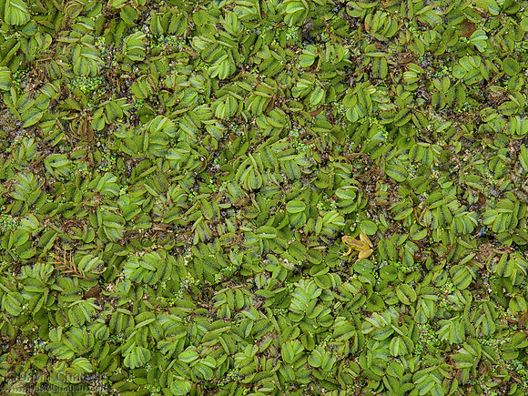 Camo (2009_4996)