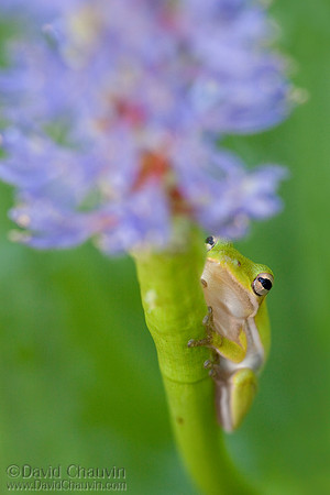 Under the Flowers (2010_2844)