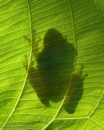 Silhouette (2010_3125)