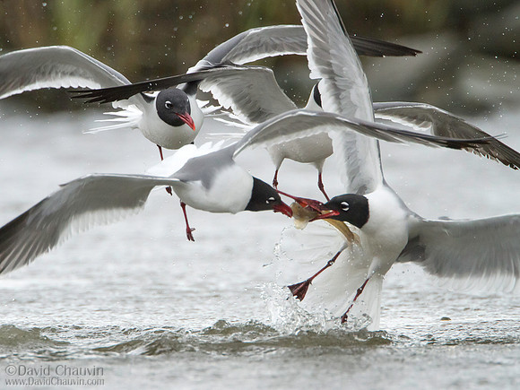 Feeding Frenzy (2013-0418-Edit)