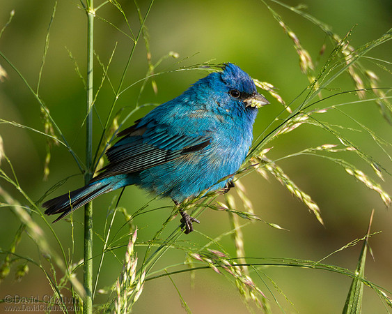 Indigo Bunting (2013-0923)