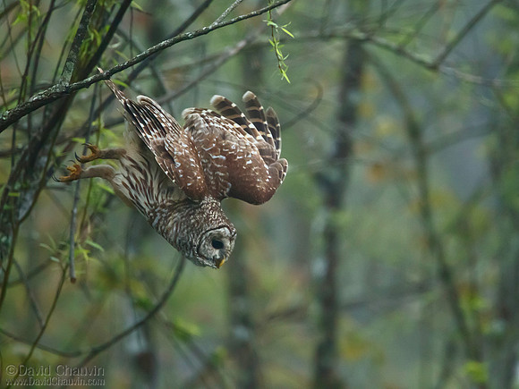 Pursuit (2013-3316)
