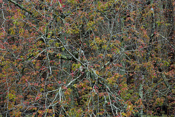 Utter Chaos (2013-3061)