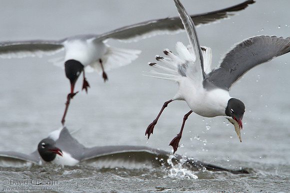 Feeding Frenzy II (2013-0388)