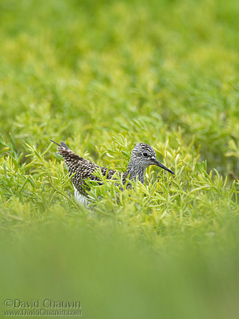 Lesser Yellowlegs (2013-0467)