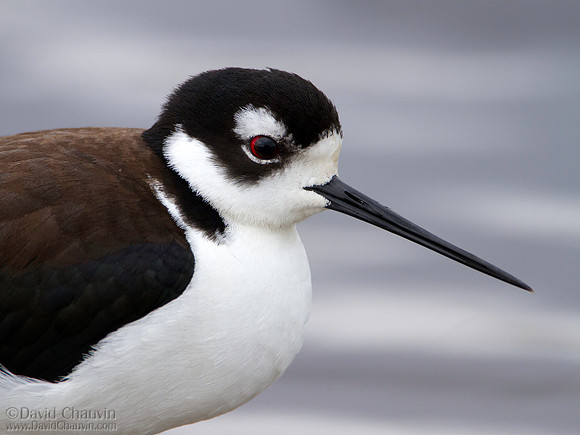 Stilt Portrait (2013-0485)