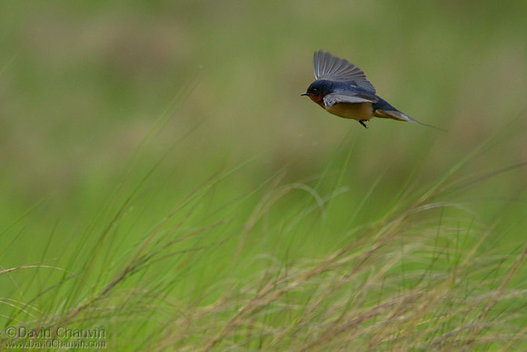 Barn Swallow (2013-0591)