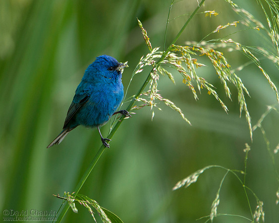 Indigo Bunting II (2013-0878)