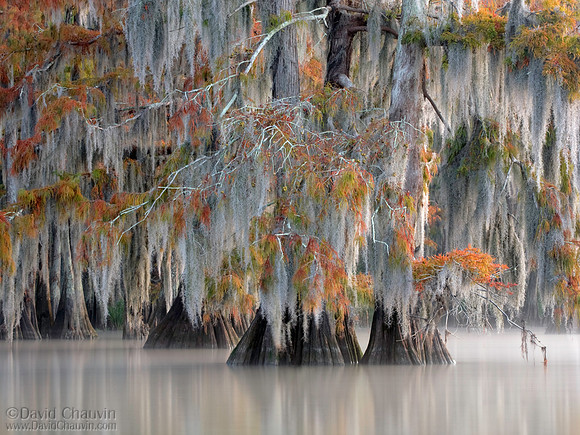 Fall Tapestry (2009_5820)