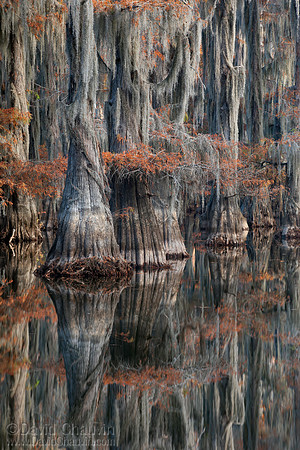 Cypress Reflections (2010_7173)