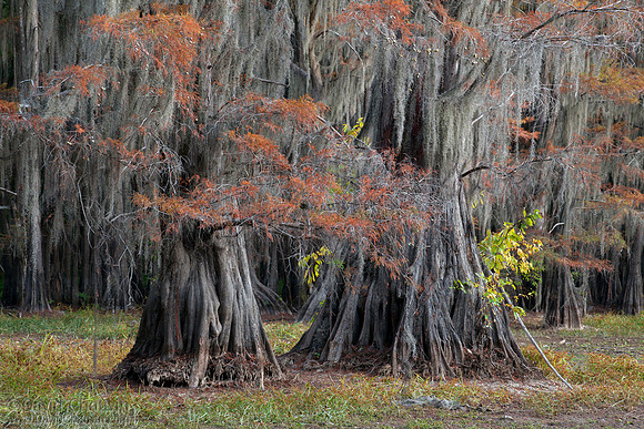 Low Water (2011-2579)