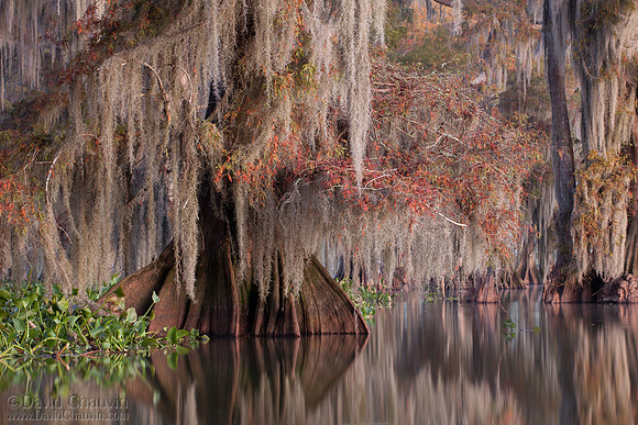 Calm Morning (2012-6562)