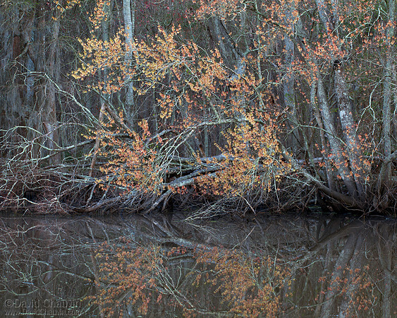 Bayou Maples (2012-4487)