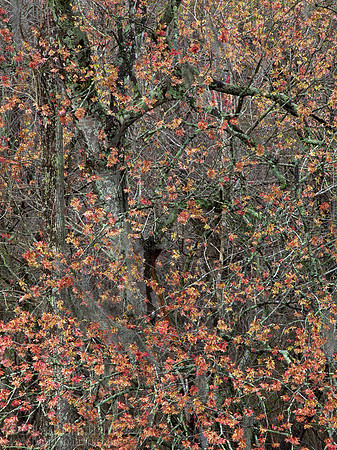 Maple Mess (2012-4581)