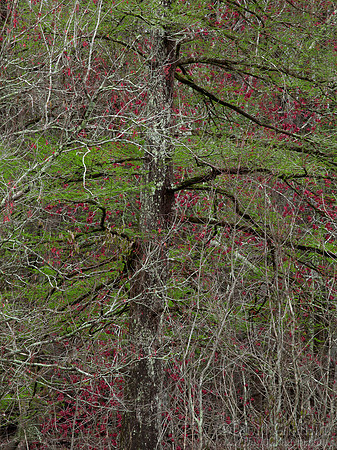 Exploring Chaos (2012-4595)